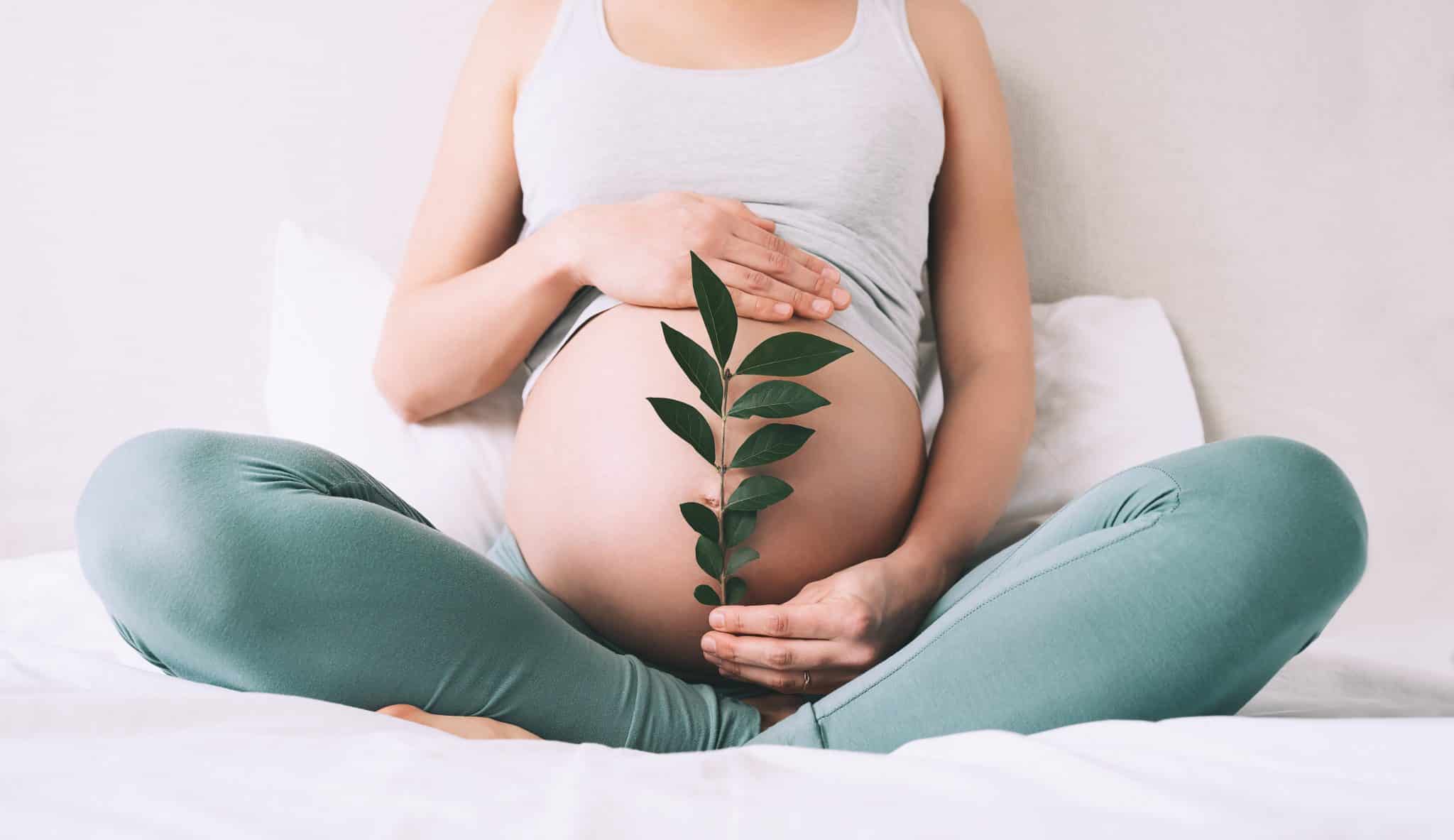 Pregnant woman holds green sprout plant near her belly as symbol of new life, well-being, fertility, unborn baby health. prenatal visits
